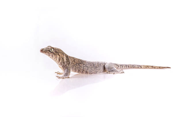 istock Gehyra Vorax Banana Gecko on isolated white background 1178265646