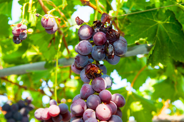 Free picture: fruit, grapes, fly insect, pest, insect, fresh, organic ...