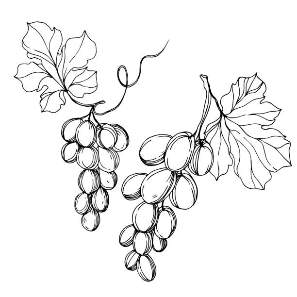 wektor grape berry zdrowej żywności. czarno-biała grawerowana sztuka atramentowa. element ilustracji izolowanych winogron. - berry vine stock illustrations