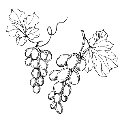 Vector Grape berry healthy food. Black and white engraved ink art. Isolated grapes illustration element on white background.