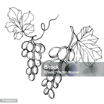 istock Vector Grape berry healthy food. Black and white engraved ink art. Isolated grapes illustration element. 1178266457