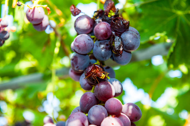 Free picture: fruit, grapes, fly insect, pest, insect, fresh, organic ...