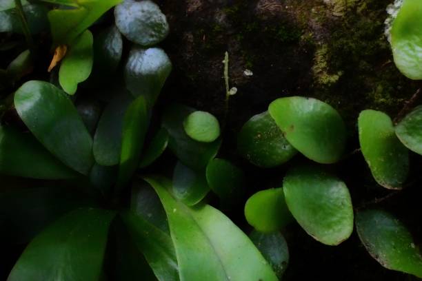 istock Beautiful light green fern leaf picture 1178267335