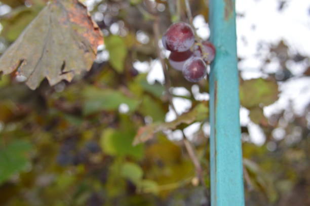 Grape berries grow in a ripe garden
