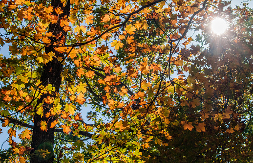 Streams of sunlight fell through leaves of red maple growing in the woods; sky in background; autumn in Missouri