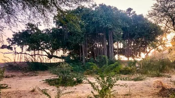 Banyan tree in a village