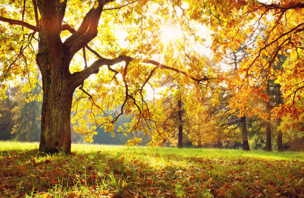 istock trees in the park in autumn on sunny day 1178269107