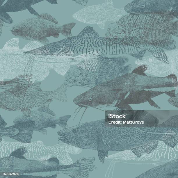 Freshwater Fish Swimming Repeat Stock Illustration - Download Image Now -  Catfish, Goldfish, Fish - iStock