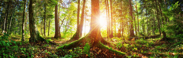 istock Fir tree woods in early morning with beautiful sunlight 1178269357