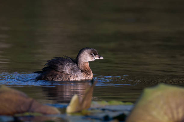 istock Pied-billed Grebe in the lake 1178270119