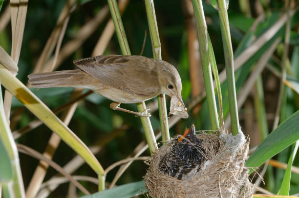 Reed warbler at nest whit cuckoo Reed warbler at nest whit cuckoo marsh warbler stock pictures, royalty-free photos & images