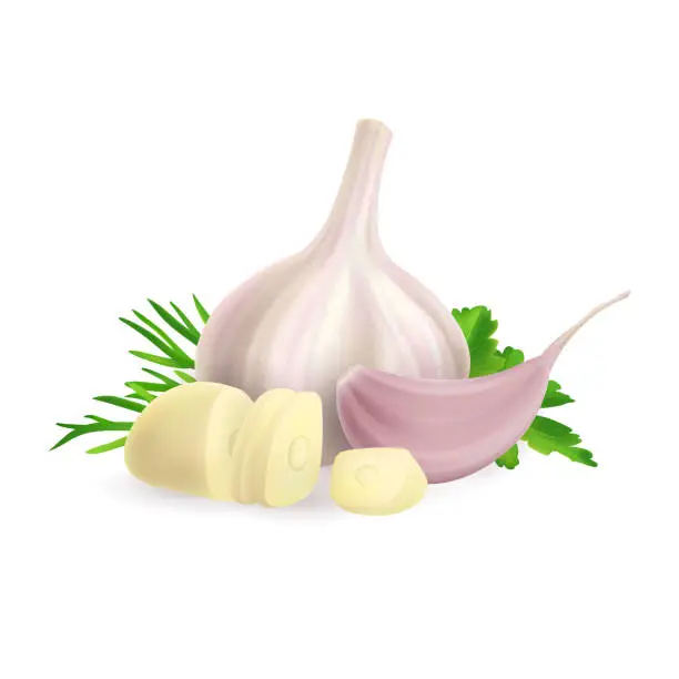 Vector illustration of Head and clove of garlic composition