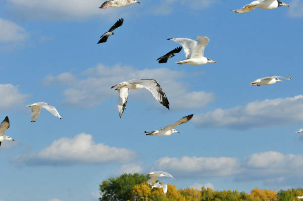 vuelo de una bandada de gaviotas jóvenes sobre la orilla del río volga. - larus ichthyaetus fotografías e imágenes de stock