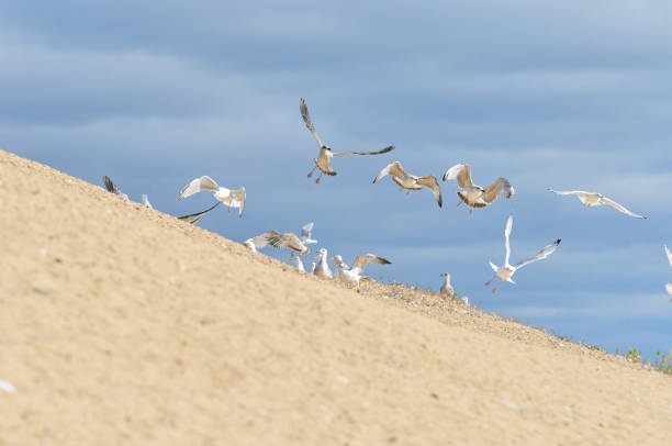 vuelo de una bandada de gaviotas jóvenes sobre la orilla del río volga. - larus ichthyaetus fotografías e imágenes de stock