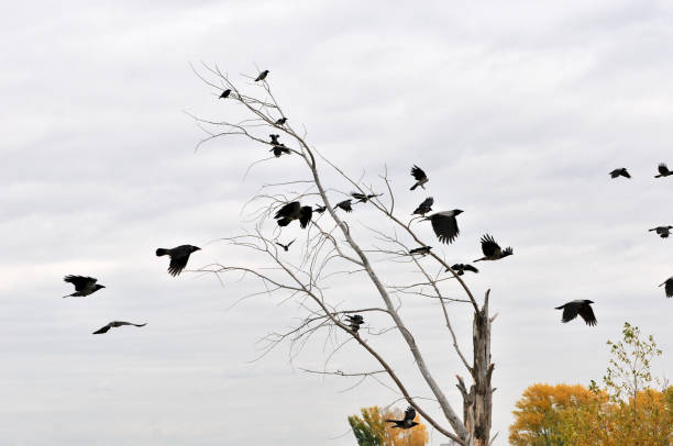 istock A flock of flying crows around a trunk of a dry tree. 1178277405