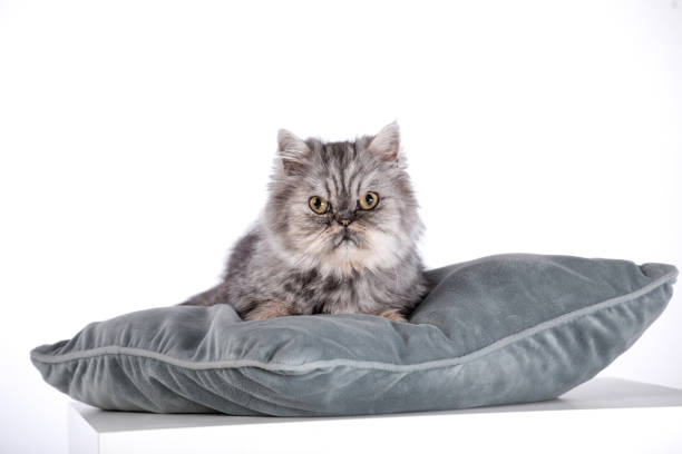 istock Persian Cats, Persian gray-brown cat 1178278967