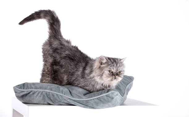 istock Persian Cats, Persian gray-brown cat 1178279000