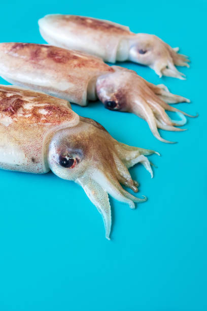 istock Raw chopitos or little cuttlefish on blue background 1178279109