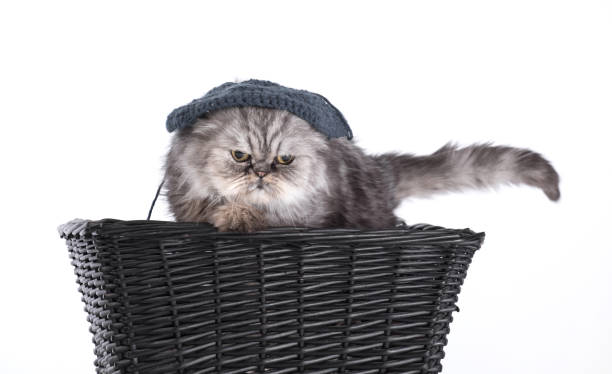 istock Persian Cats, Persian gray-brown cat 1178279143