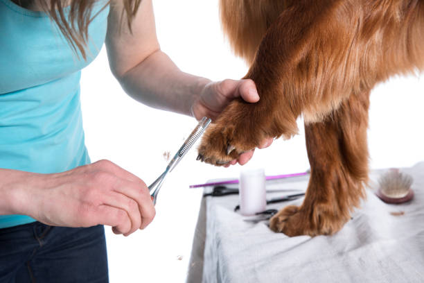 istock Grooming Dog. Pet Groomer Brushing Dog's 1178282967