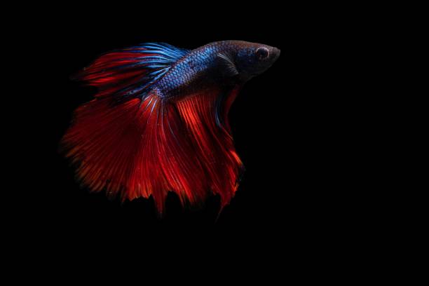 istock Beautiful Thai fighting fish on black background 1178283049