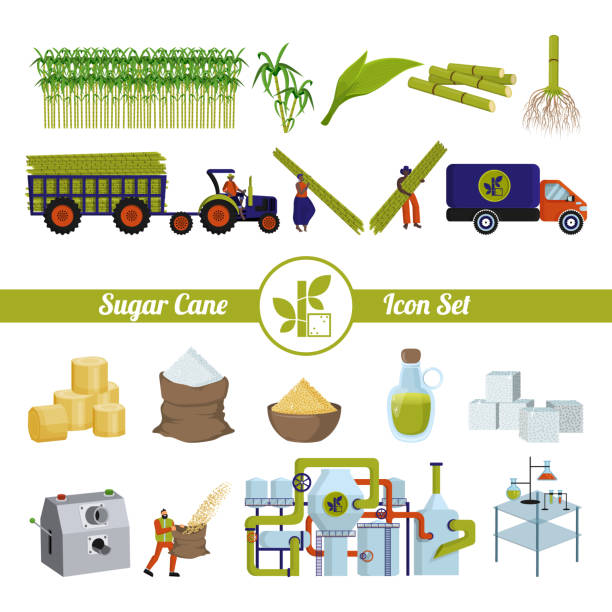 Sugar cane and products from it. Production and processing. Sugar cane and products from it. Production and processing. Plant, factory, workers. Equipment. A set of isolated objects on a white background. Flat vector plantation stock illustrations