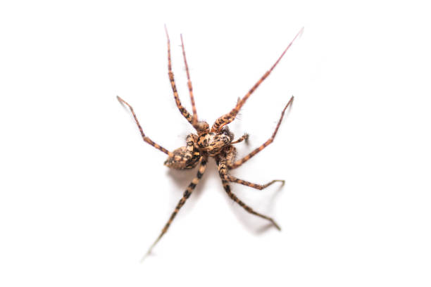 istock Tegenaria silvestris, spider macro shot on white background, indoor shot 1178285366