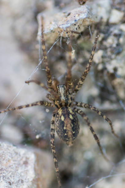 istock Tegenaria silvestris, spider macro shot from a forest 1178285385