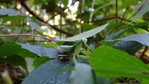istock Green mantis hid among the fall foliage in the forest. 1178286669