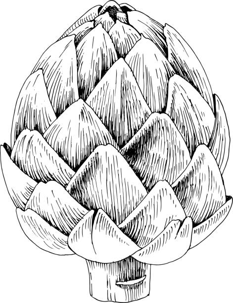 рука обращается артишок изолированы на белом фоне - artichoke stock illustrations