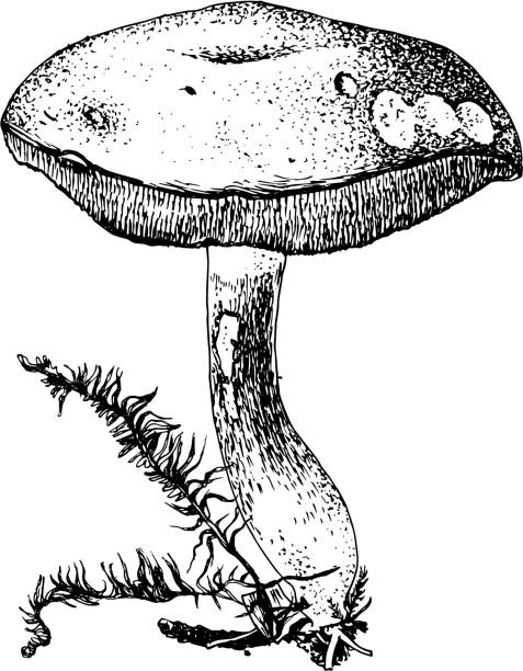 ręcznie rysowane grzyby xerocomus subtomenteux - grzybobranie stock illustrations