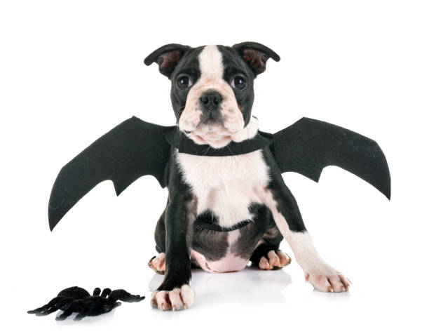 istock bat puppy boston terrier 1178288444
