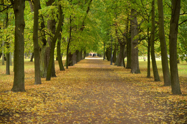 istock alley in autumn park 1178288651