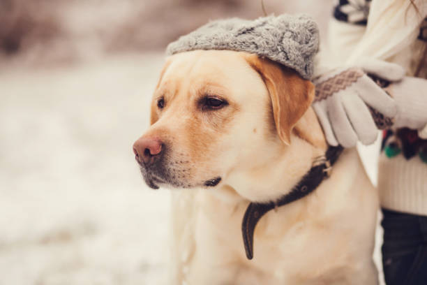 istock Portrait of a labrador 1178289852