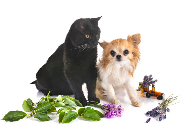 medicina alternativa para mascotas - oilcan fotografías e imágenes de stock