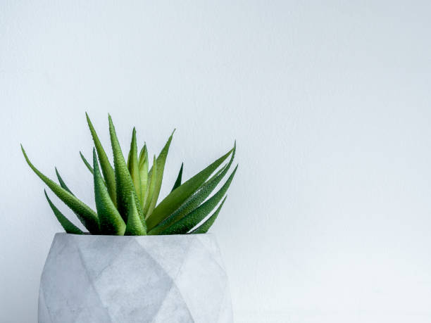 istock Concrete pot. Modern geometric concrete planter. 1178290432