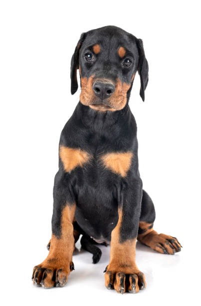 istock puppy Doberman Pinscher 1178291086