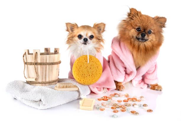 istock young pomeranian and chihuahua 1178291404