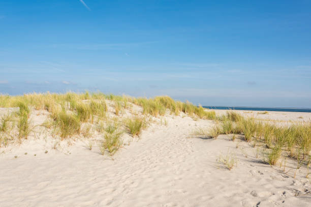 istock dune landscape and long beach at North Sea 1178291827