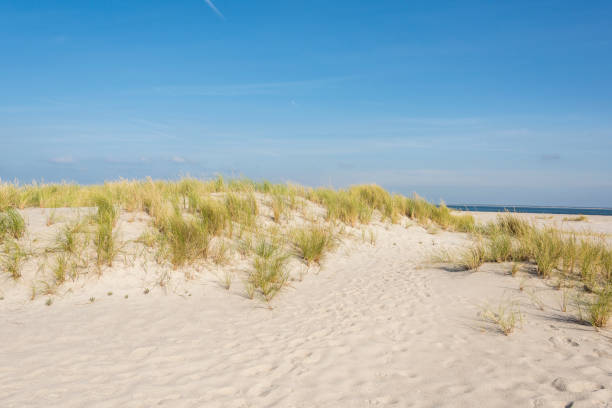 istock dune landscape and long beach at North Sea 1178292505