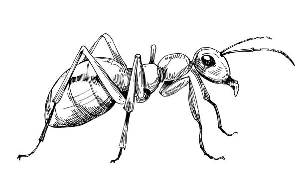 szkic mrówki. ręcznie rysowana ilustracja konwertowana na wektor - ant stock illustrations