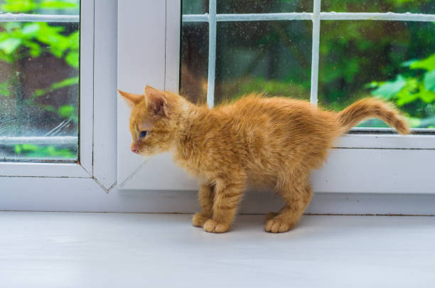 gattino rosso in piedi vicino alla finestra - domestic cat undomesticated cat window house foto e immagini stock