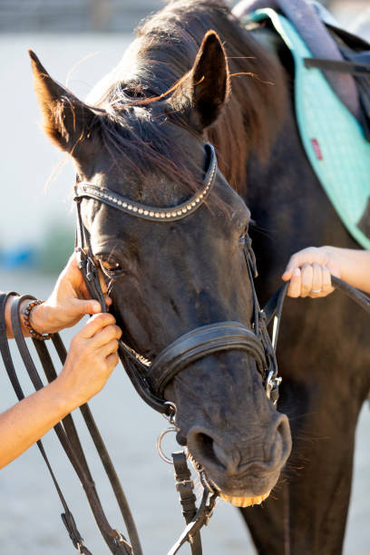 istock photo of a black stallion 1178292934