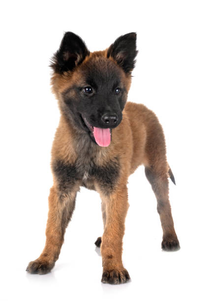 istock puppy tervueren dog 1178293205