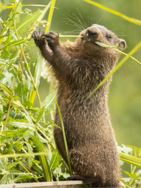 Cute chubby groundhog eating his greens. Groudhogs are also known as gophers, marmots, prairie dogs, woodchucks, and whistle pigs.