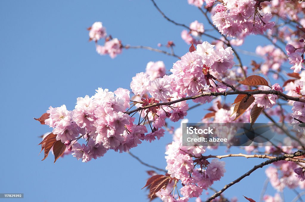 Fiore di ciliegio - Foto stock royalty-free di Bellezza naturale