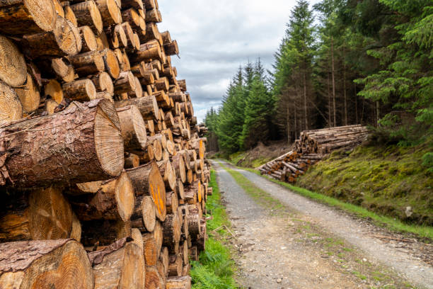 istock Wicklow way with logs stacked on the sides of the road. 1178294549