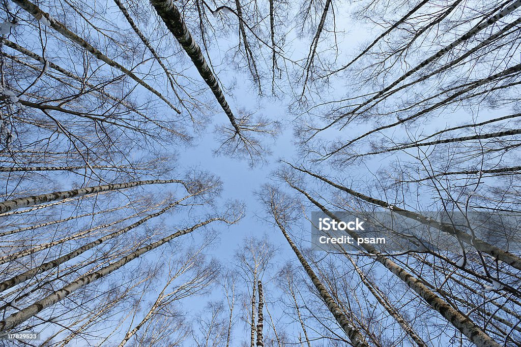 Corona di alberi - Foto stock royalty-free di Albero