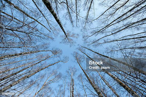 Corona Di Alberi - Fotografie stock e altre immagini di Albero - Albero, Ambientazione esterna, Ampio