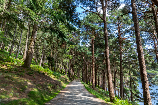 istock Pine forest on the lake road in Glendalough Upper lake. 1178295430